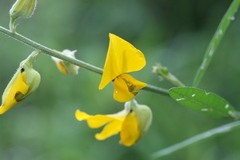 Crotalaria juncea